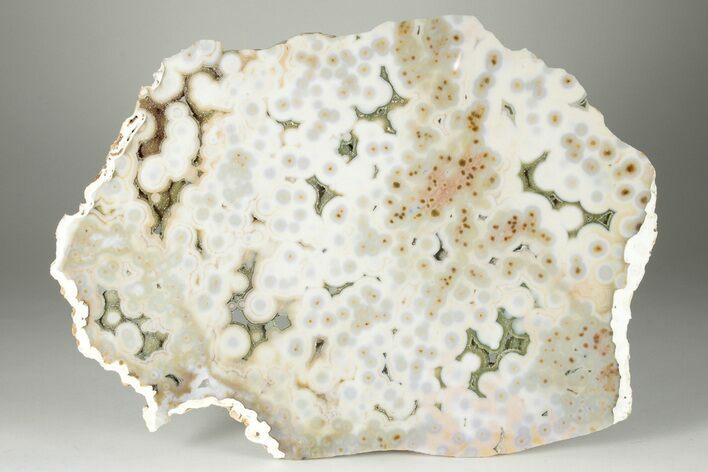 Multi-Colored, Orbicular Ocean Jasper Slab - Madagascar #228078